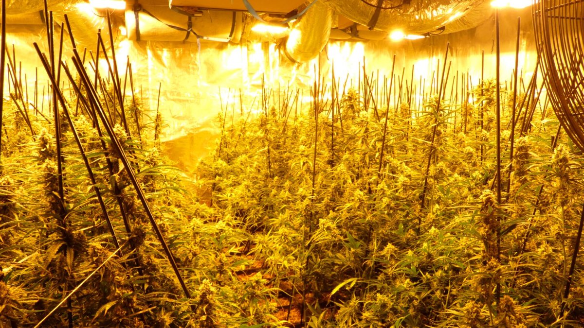 Imagen de archivo de una plantación de marihuana.​​