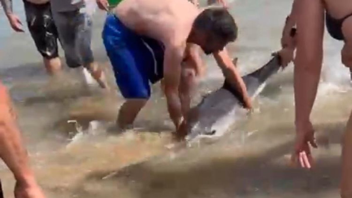Bañistas intentaron que el delfín regresase mar adentro.