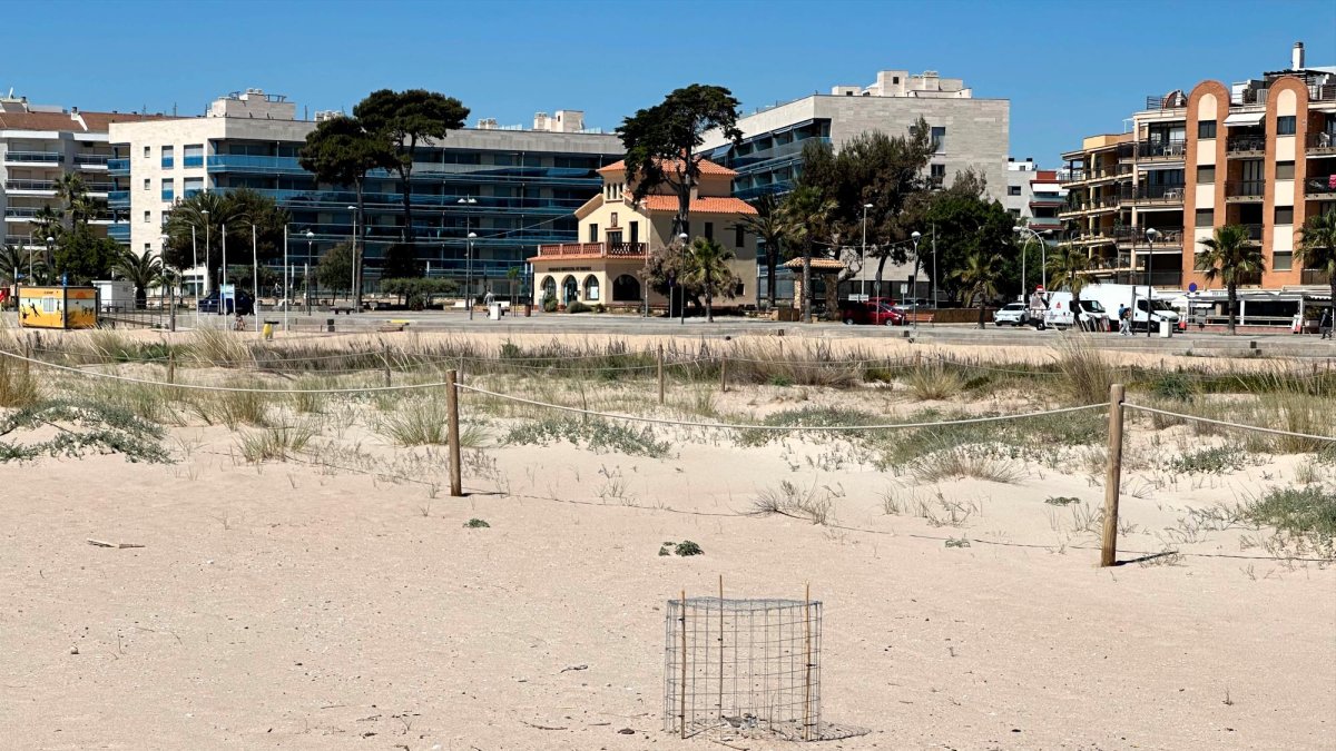La playa ya tiene nidos de una especie de ave protegida.