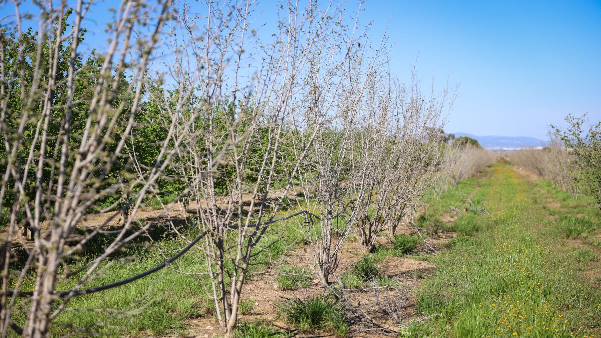 Els avellaners ha estat l’arbre més perjudicat de la sequera, perquè són els més dèbils davant la manca d’aigua.