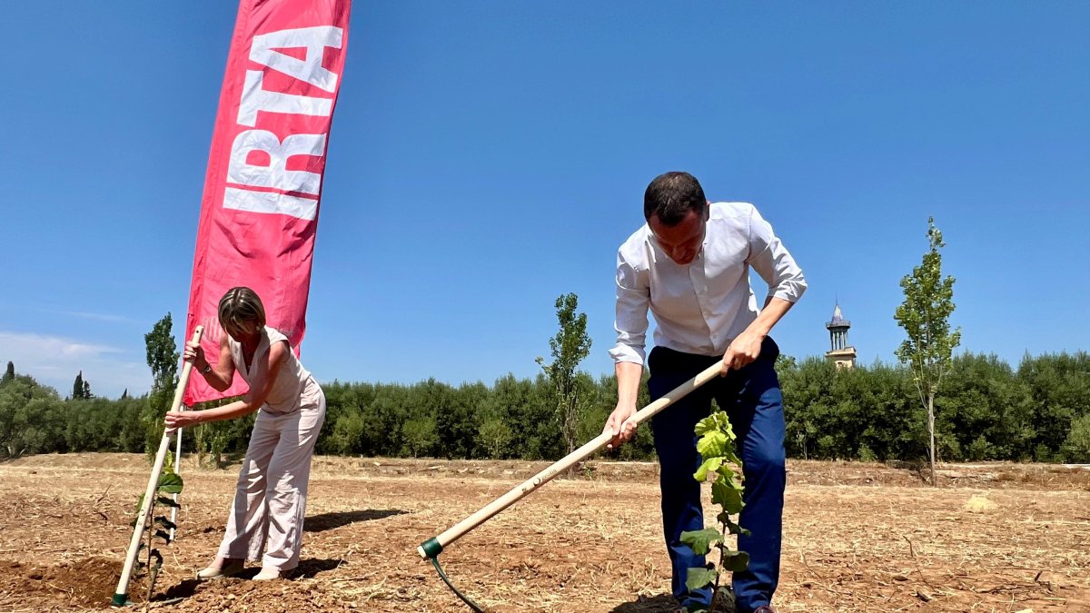 Noemí Llauradó, presidenta de la Diputació, i Òscar Ordeig, conseller d’Agricultura, plantant avellaners a les terres experimentals.