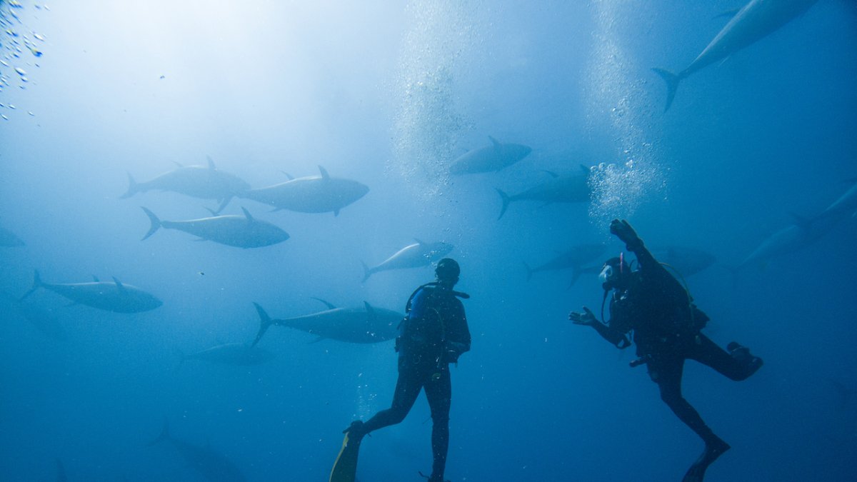 Tuna Tour Dive