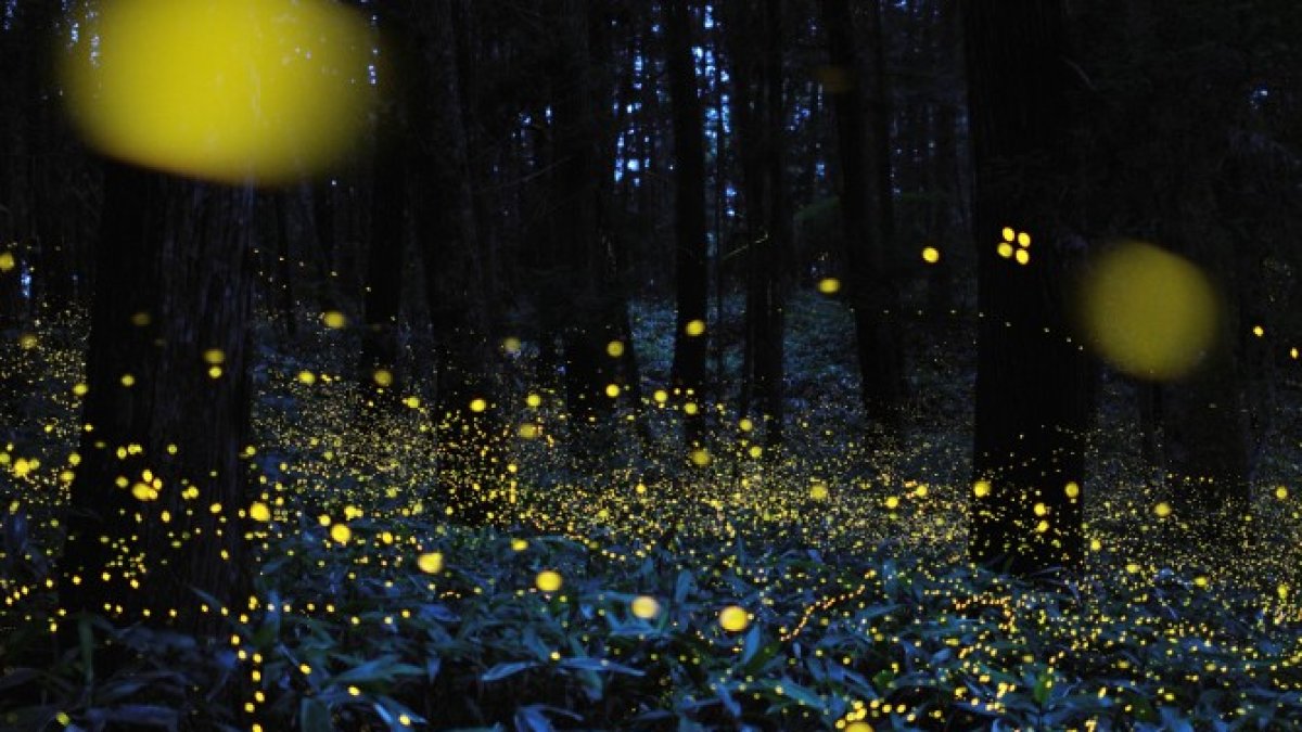 Luciérganas en un bosque.