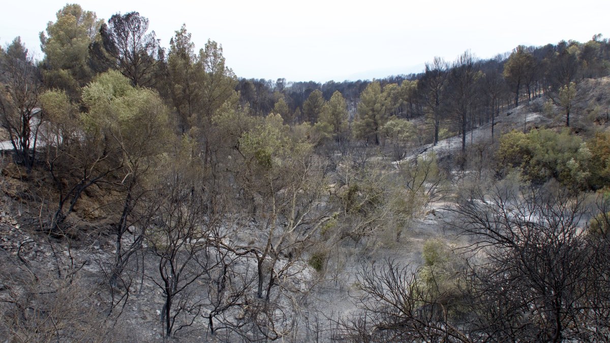 El fuego ha arrasado especialmente el término de Xerta