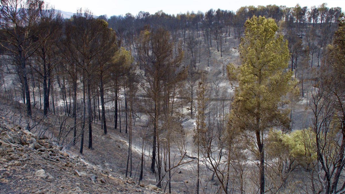 Zona forestal arrasada per l'incendi.