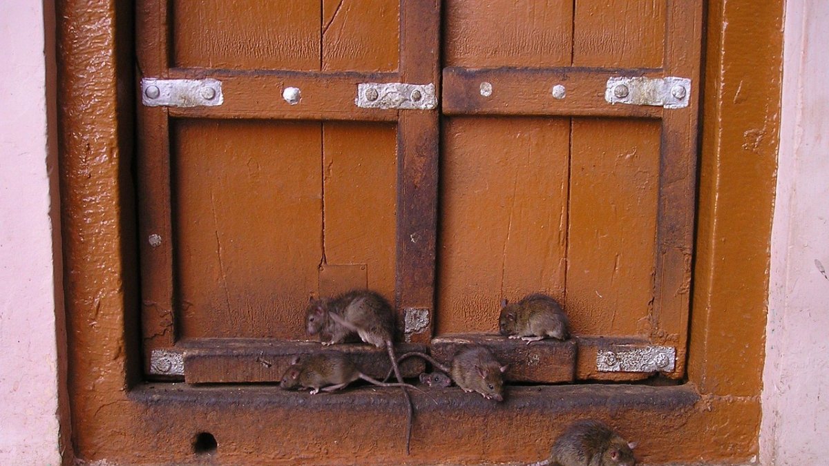 Proliferación de ratas