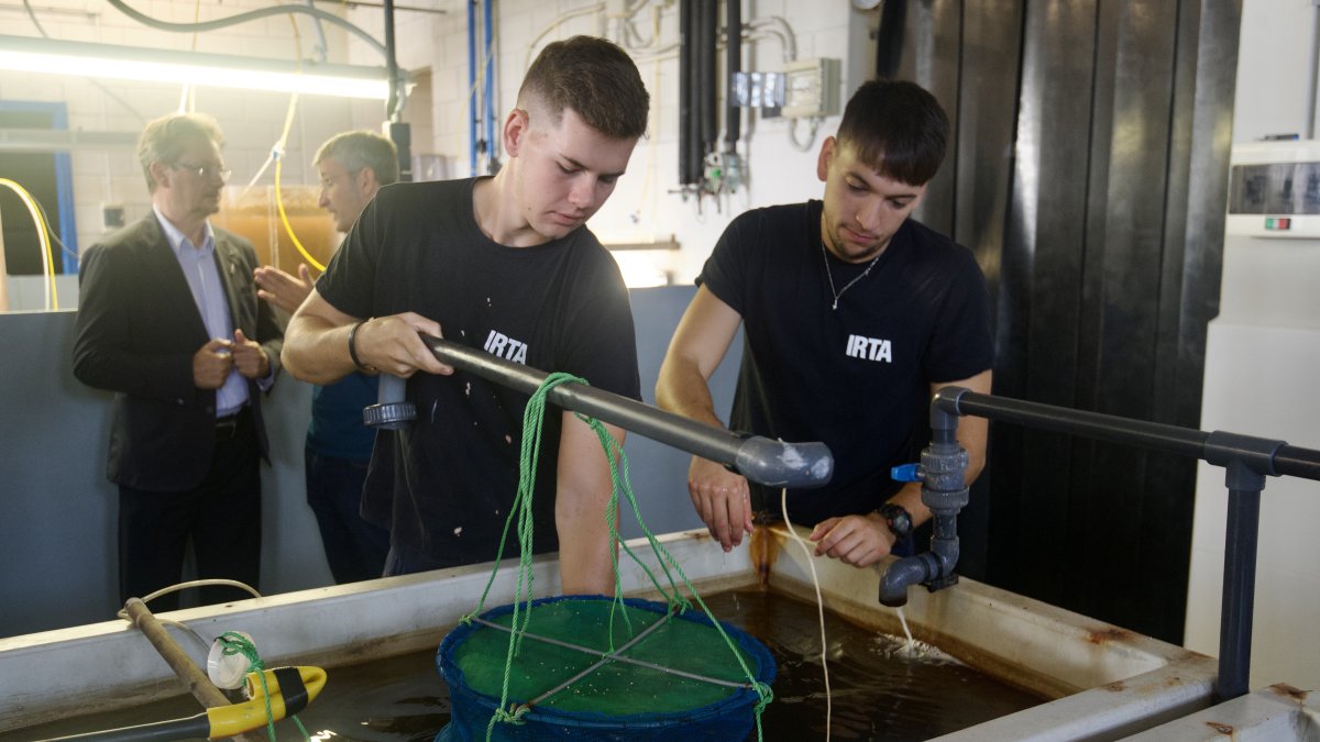 Cries d'ostra del Delta, a les instal·lacions de l'IRTA, abans de ser traslladades a la badia dels Alfacs.