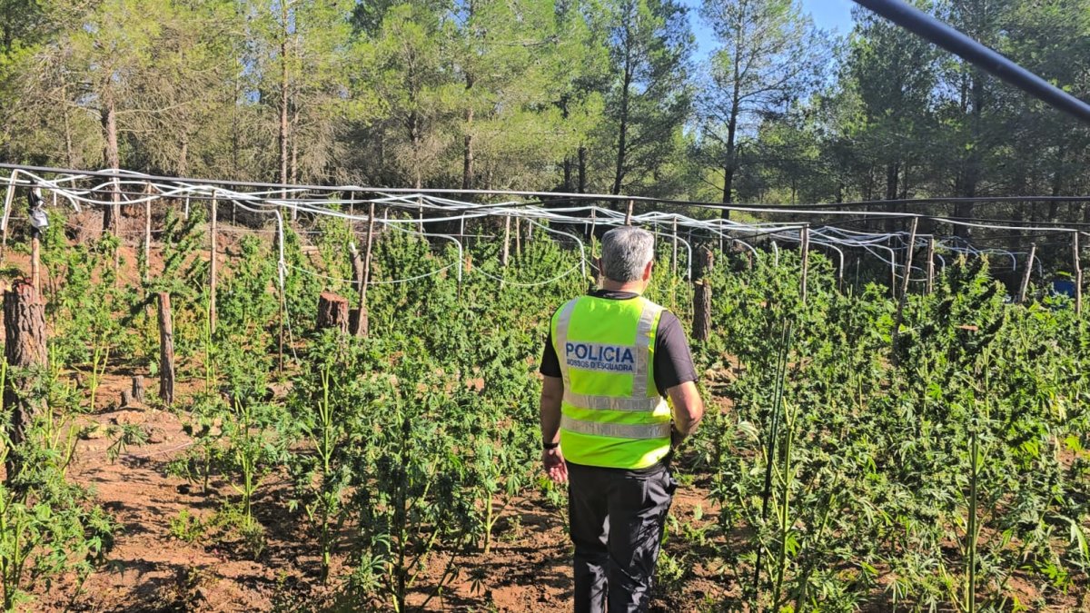 La plantación de marihuana al aire libre en una finca rústica de El Perelló