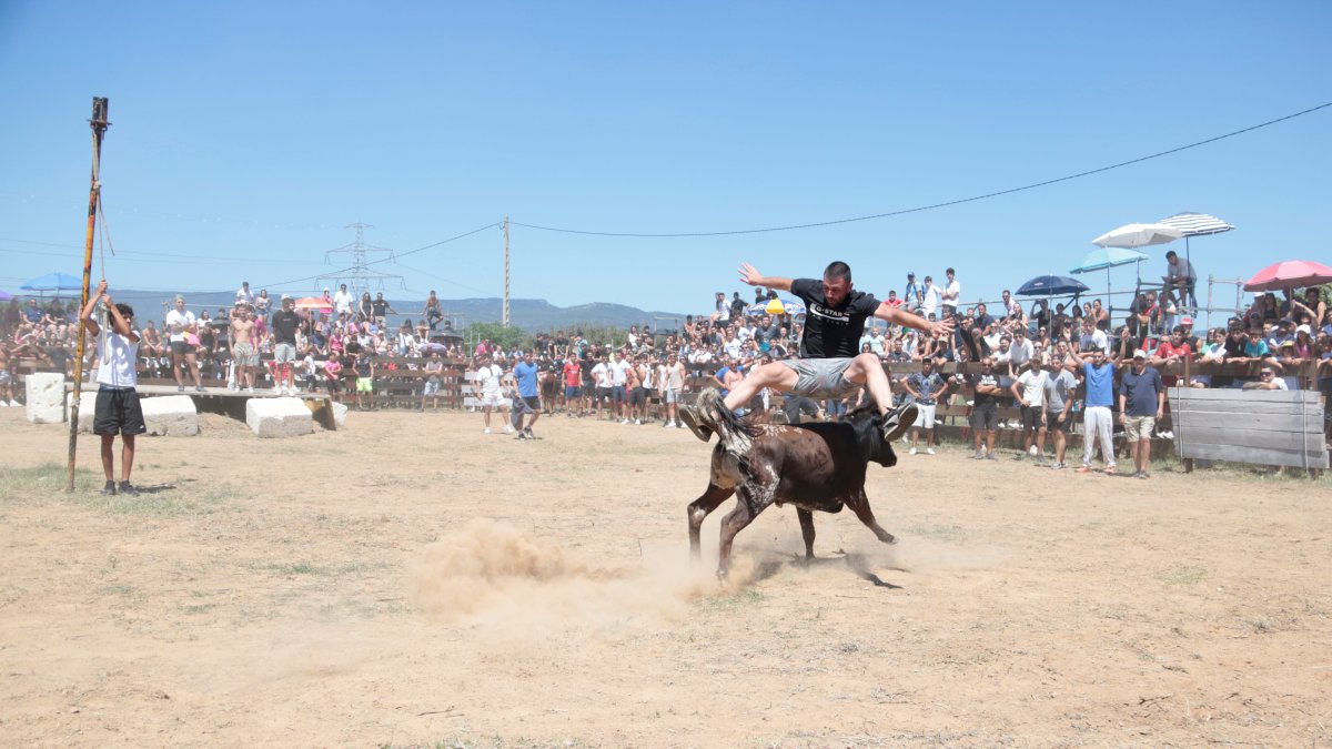 Un hombre salta por encima de una vaquilla en las fiestas de El Morell.