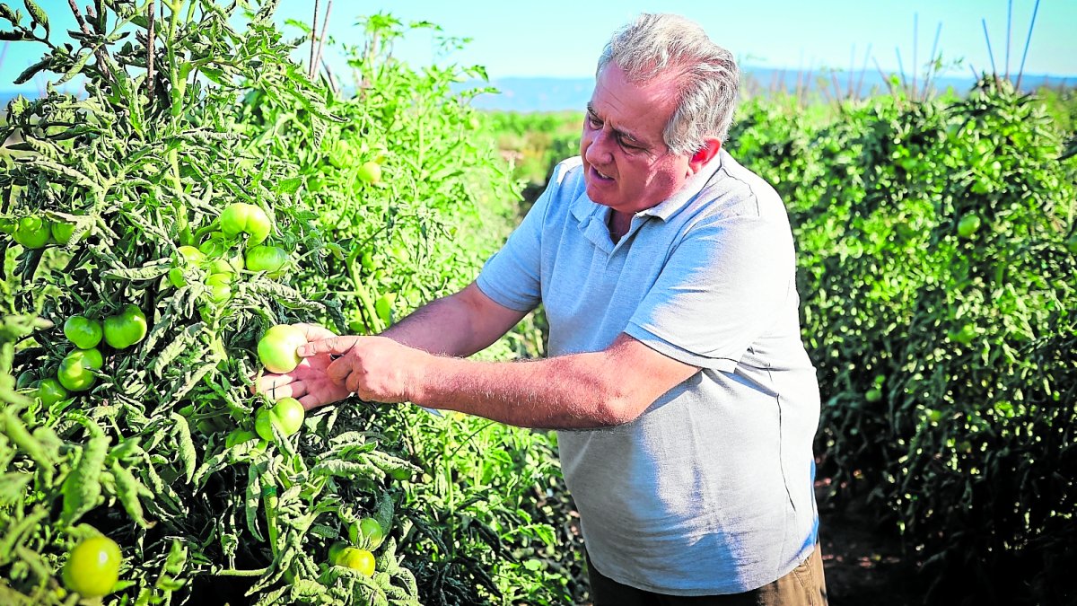 Joan Crusells señala la ‘clivella’ de la ‘tomaca del Benach’, la variedad autòctona que cultiva en Riudoms.