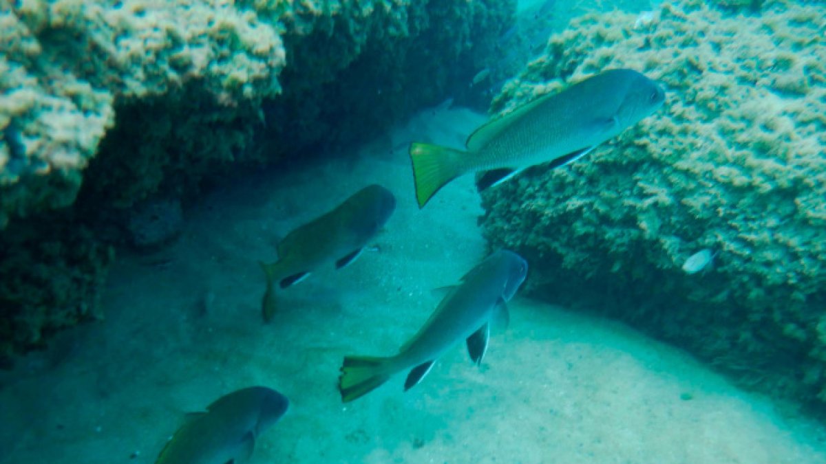 Los fondos marinos de Masia Blanca tiene una gran riqueza de flora y fauna.