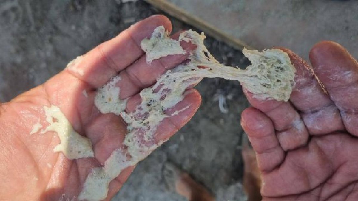 La sustancia blanca y viscosa que ha cerrado las playas durante un día y medio