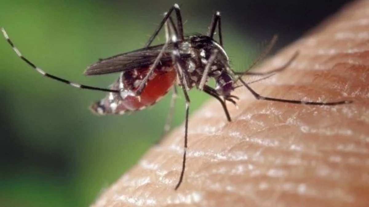 China ha registrado más de 7.000 casos de chikungunya en los últimos días.
