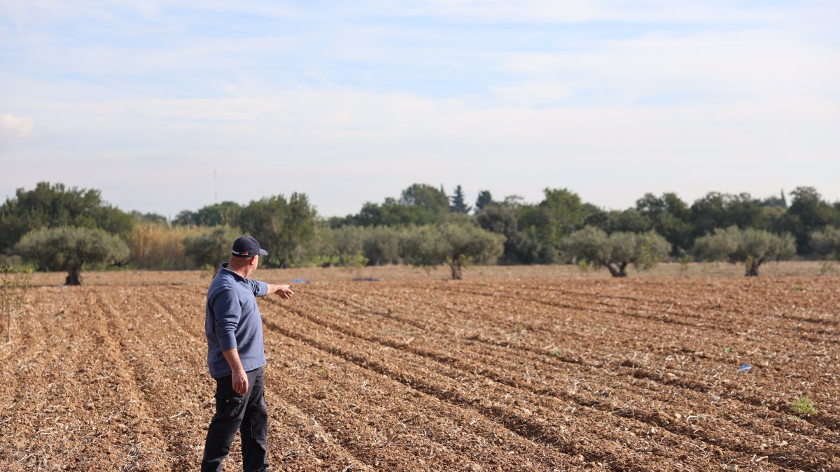 A este payés de Vila-seca le robaron 150 algarrobos.