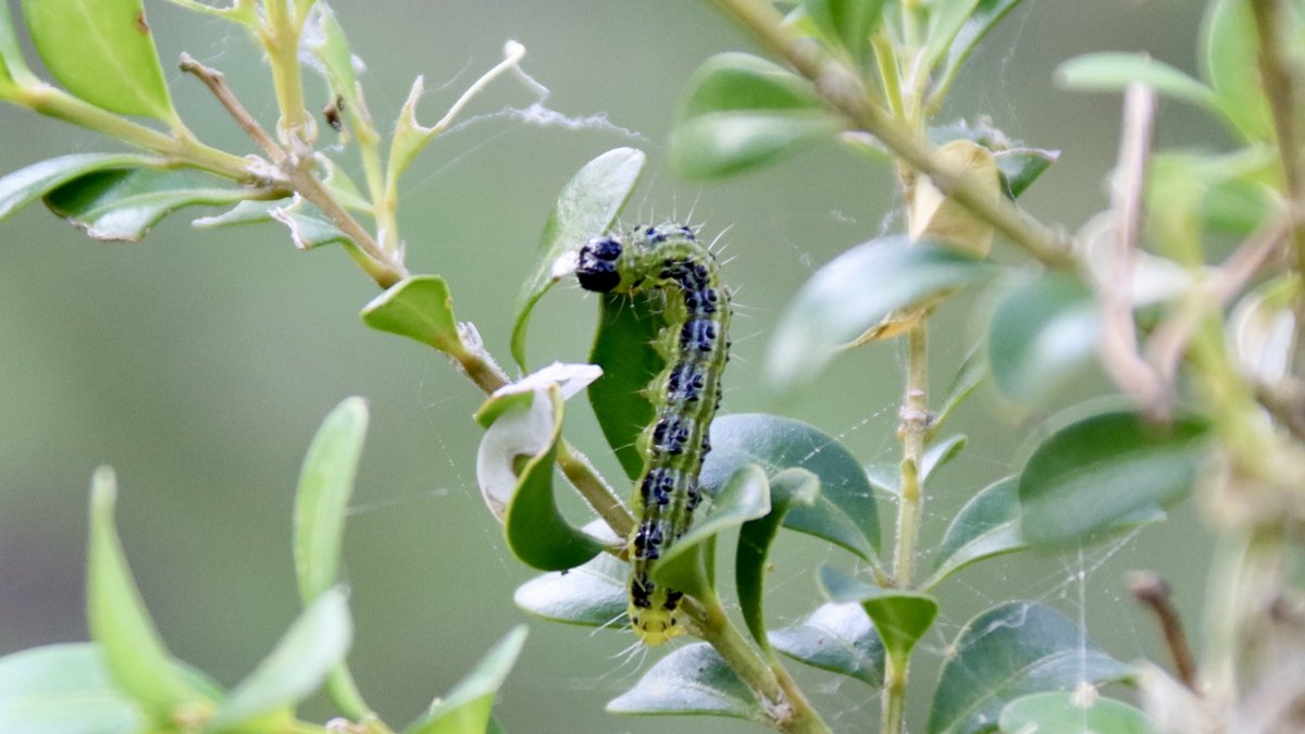 Detalle de una oruga del boj