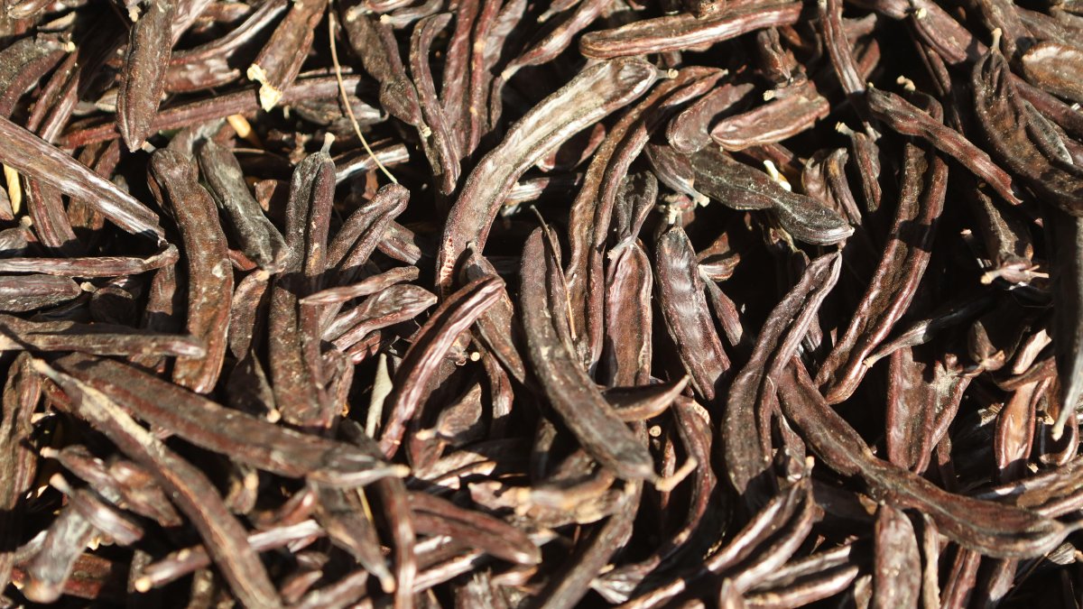 Les garrofes han tingut un preu molt alt en els darrers anys, però ha caigut ara fins als 30 cèntims el quilogram.