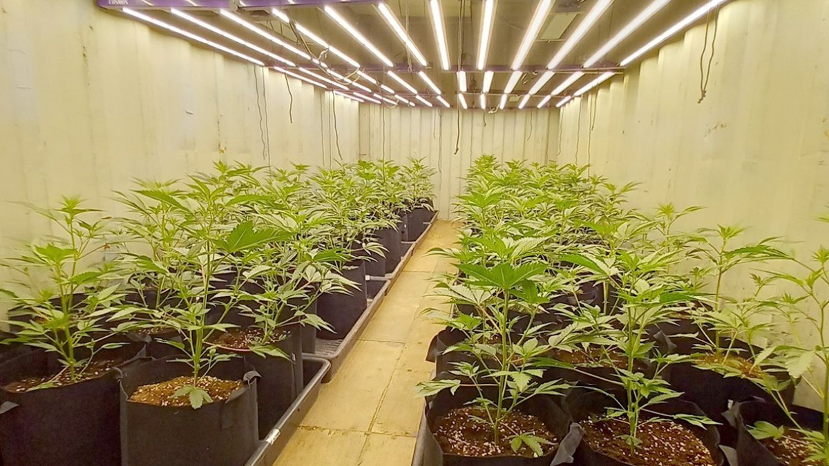 La plantación estaba repartida en dos casetas y un contenedor de mercancías de transporte marítimo.