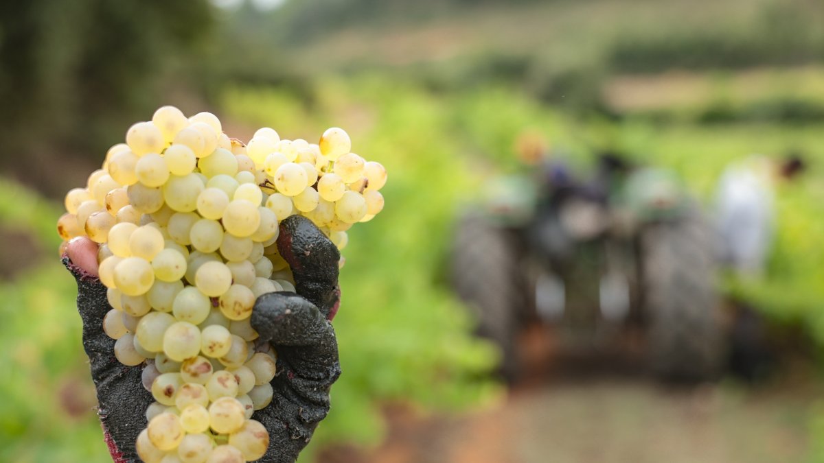 Vendimia en Cabra del Camp, en la finca del Celler Mas Vicenç.