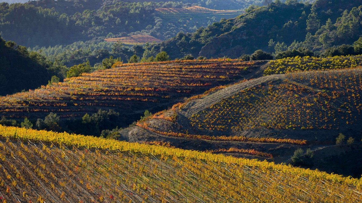 Imagen de archivo de viñedos en el Priorat.