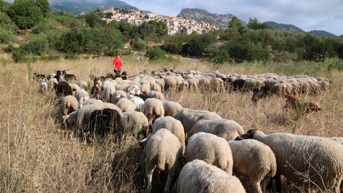 Tamara Pons pasturant el ramat de cabres a Paüls.​
