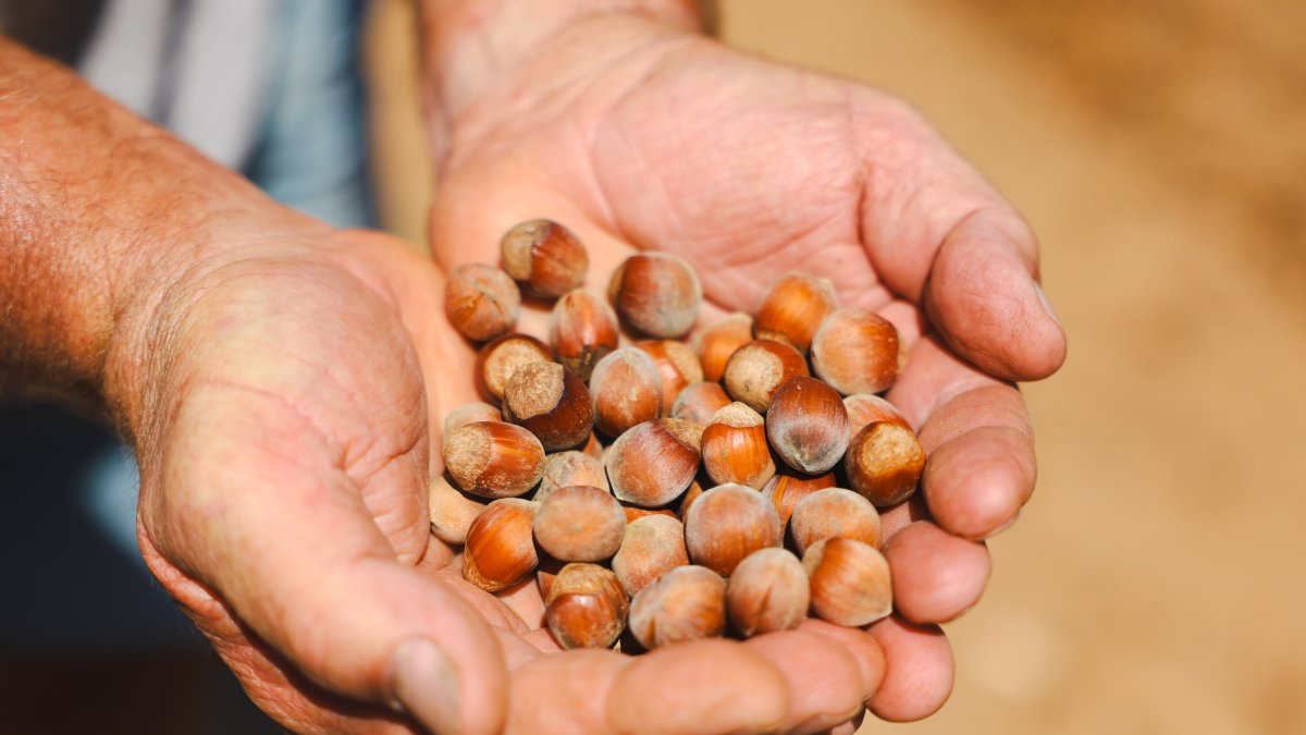 L'avellana ha patit molt la sequera d'aquests últims anys.