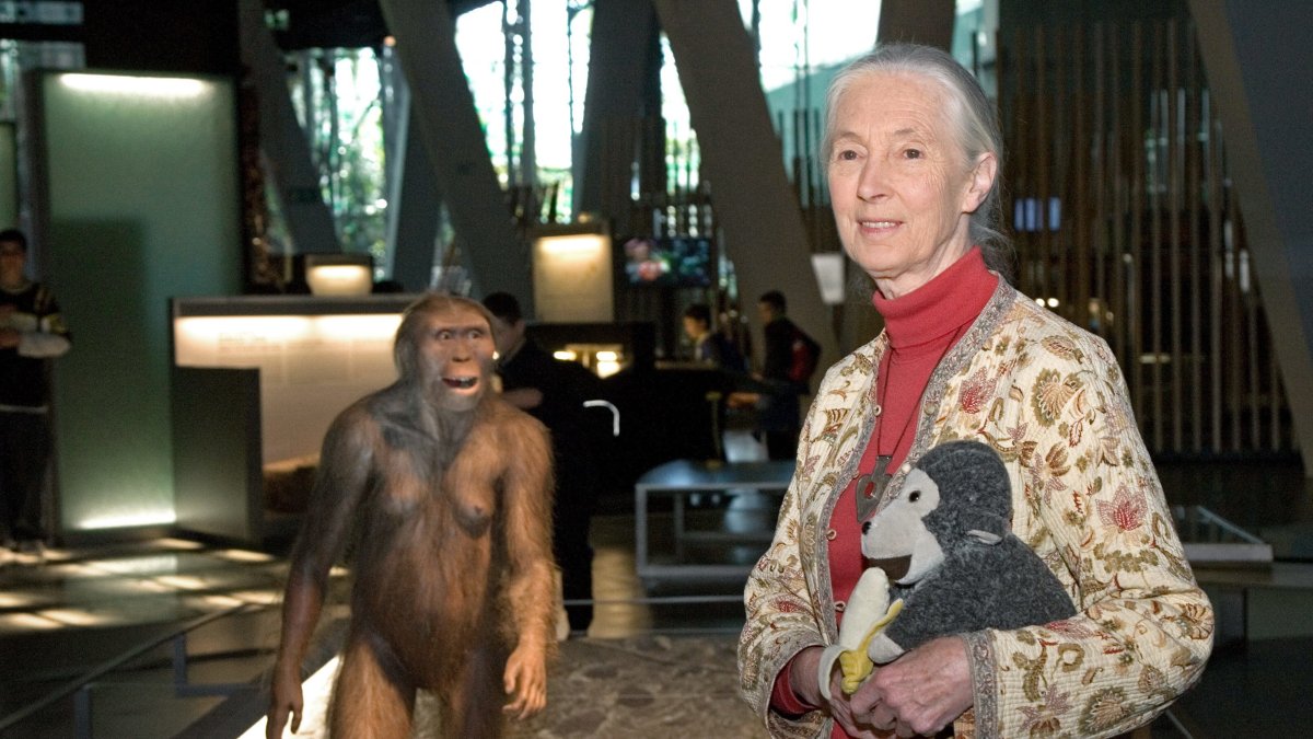 Jane Goodall, durante una visita al Cosmo Caixa