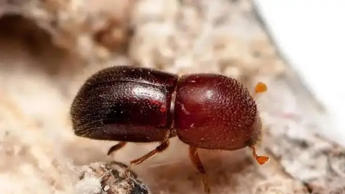 Este insecto, procedente de Asia, es el culpable de la muerte de ejemplares de algarrobos.