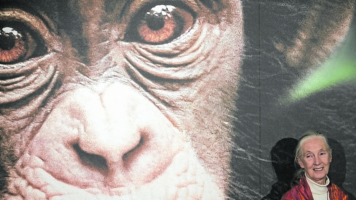 Goodall, en el estreno de la película de Disney ‘Chimpanzee’.