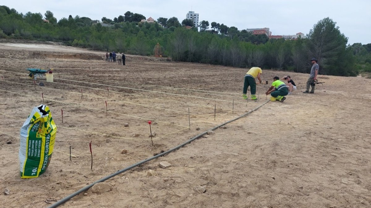 Plantación de la variedad 'pàmpol girat' en el Pla de Maset, Salou.