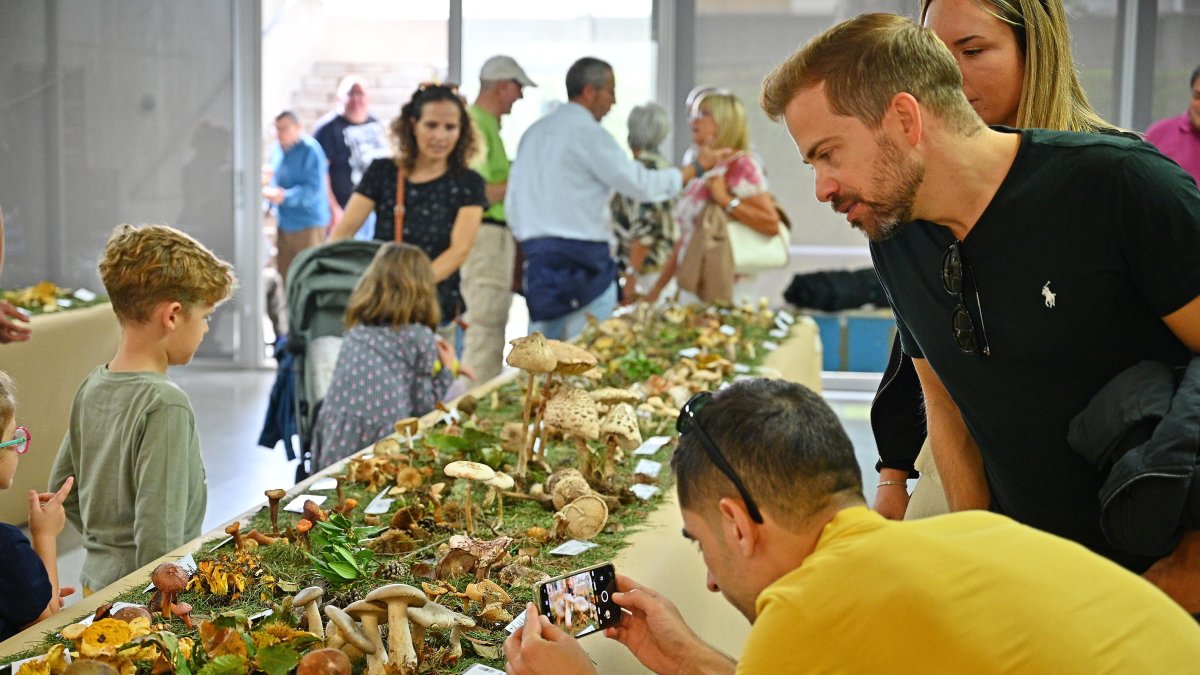 Los más curiosos han podido descubrir decenas de setas distintas en la exposición