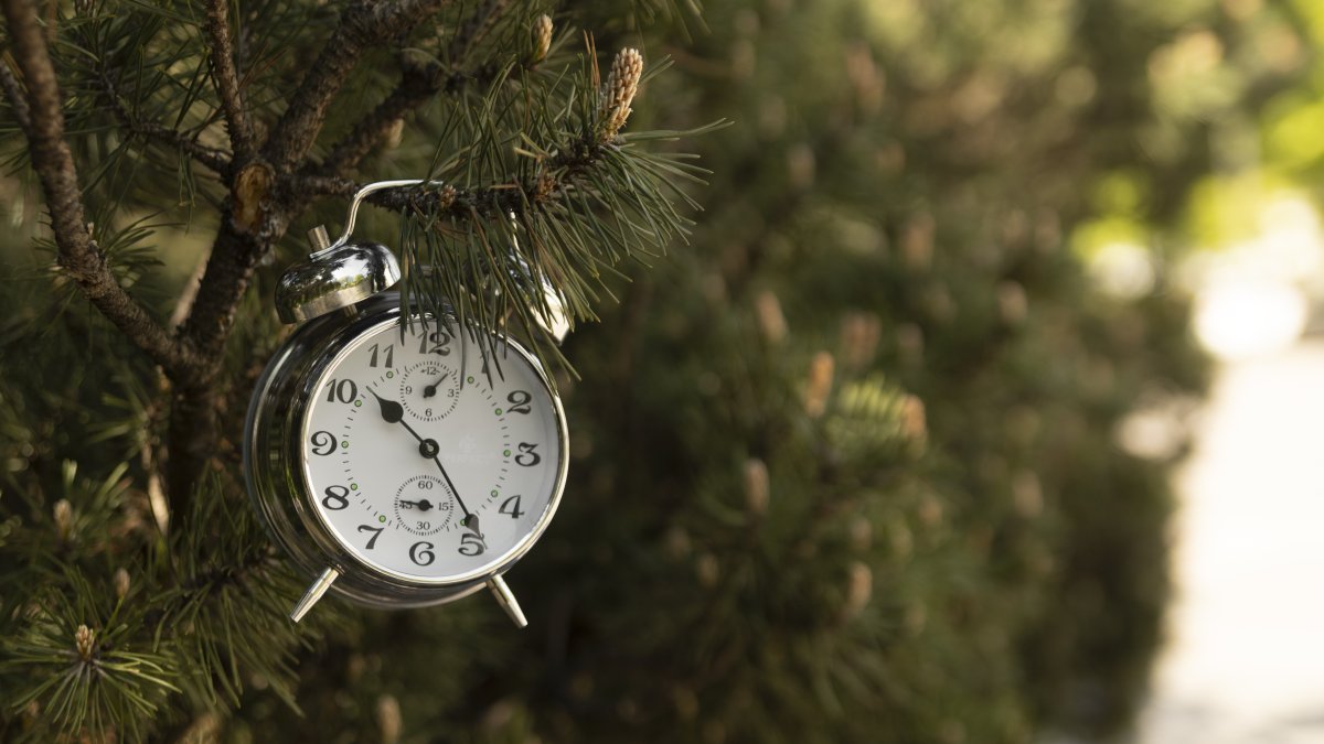 Imagen de un banco de imagen de un reloj en un abeto​