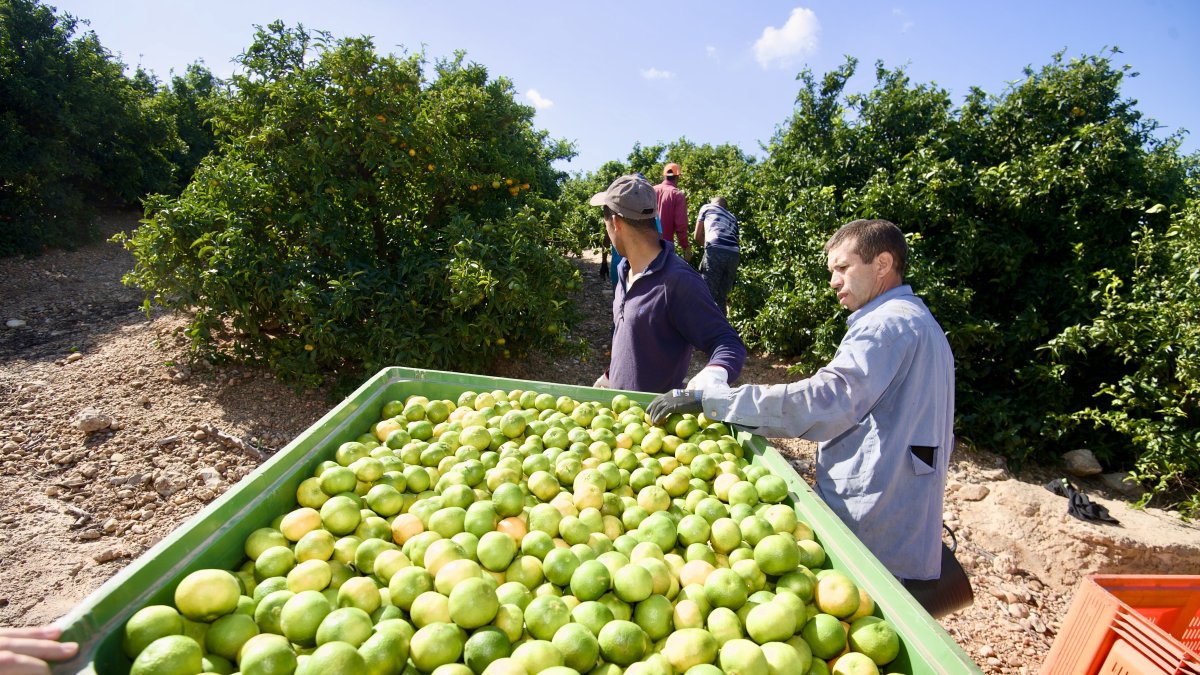 La campanya serà més curta que altres anys però amb millors preus