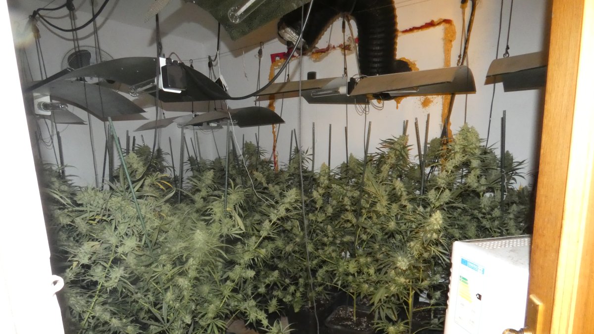 Imagen de las plantas de marihuana halladas en Aldover