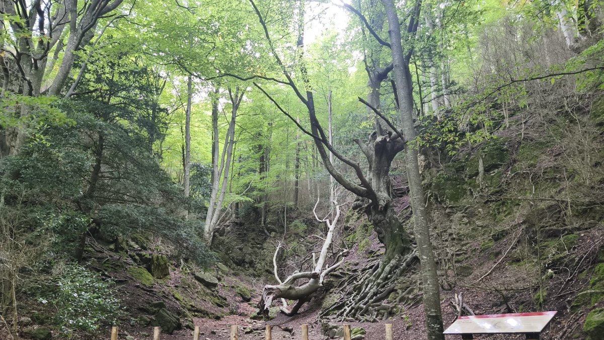La tanca instal·lada a l'arbre.