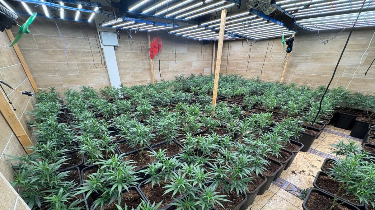 Los Mossos localizaron 297 plantas de marihuana, valoradas en más de 26.000 euros en el mercado ilícito