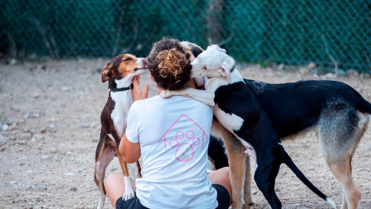 El centro acoge  los animales encontrados en la calle.