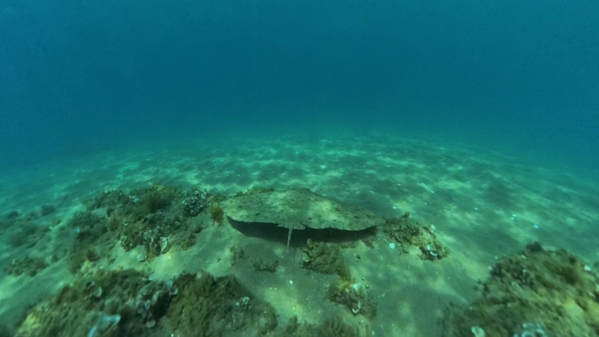 Una mantelina nada en aguas de la reserva de Coma-ruga