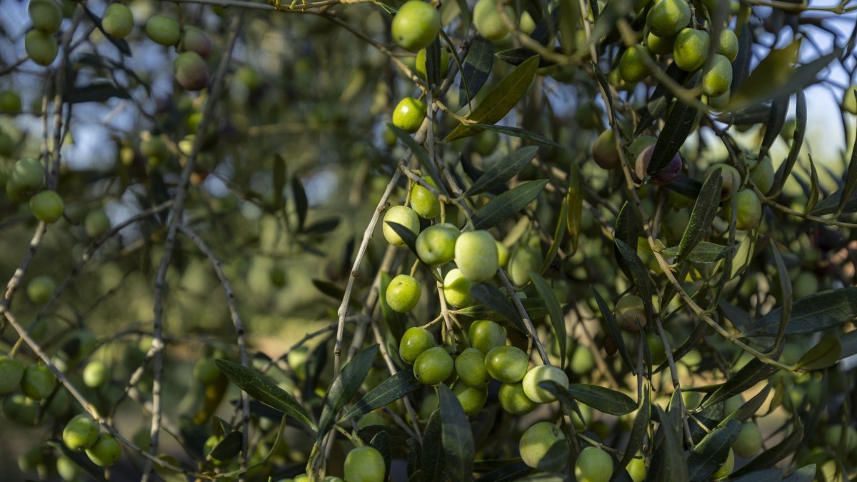Un olivo cargado de olivas en un campo de Vila-seca.