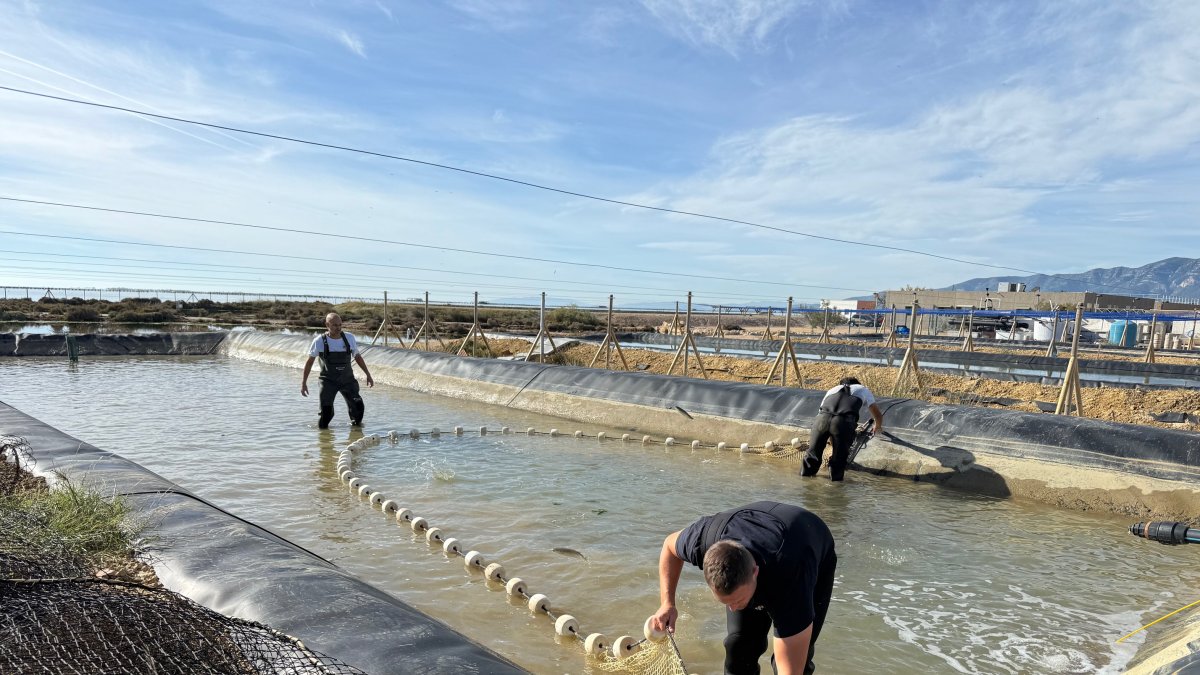 Tècnics de l'IRTA capturant els peixos de la bassa per mesurar-los.