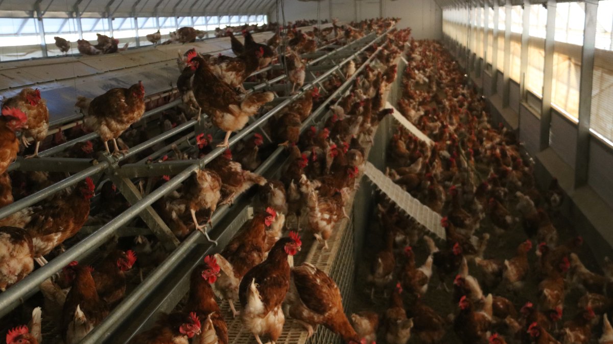 Imagen de archivo de una granja de aves