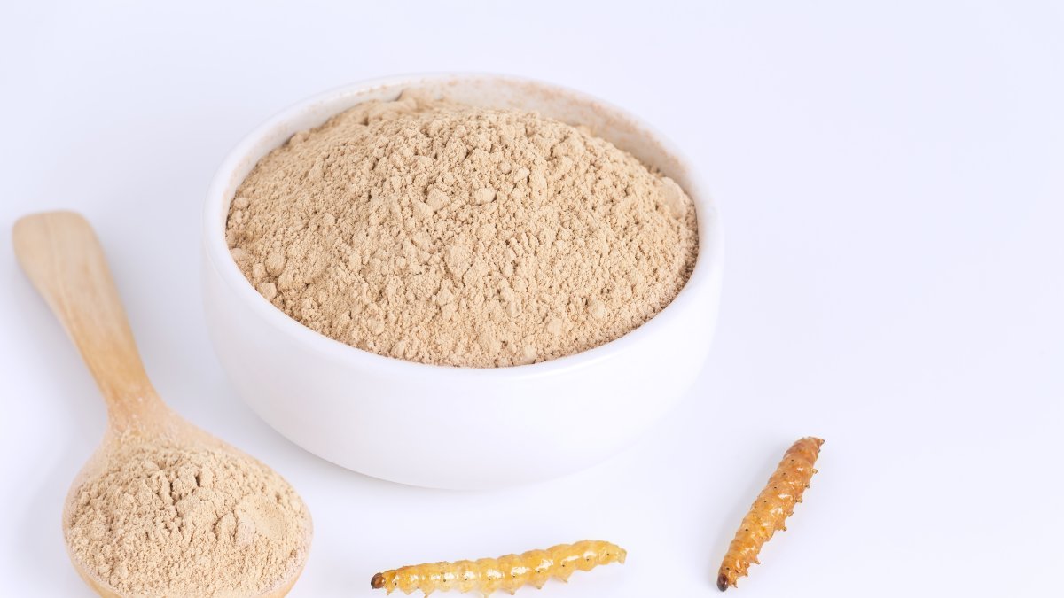 L’estudi va utilitzar el cuc de la farina, ‘Tenebrio molitor’.