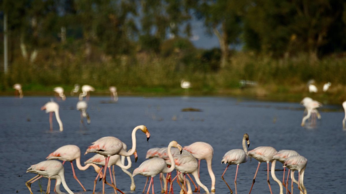 Flamencs al delta de l'Ebre.