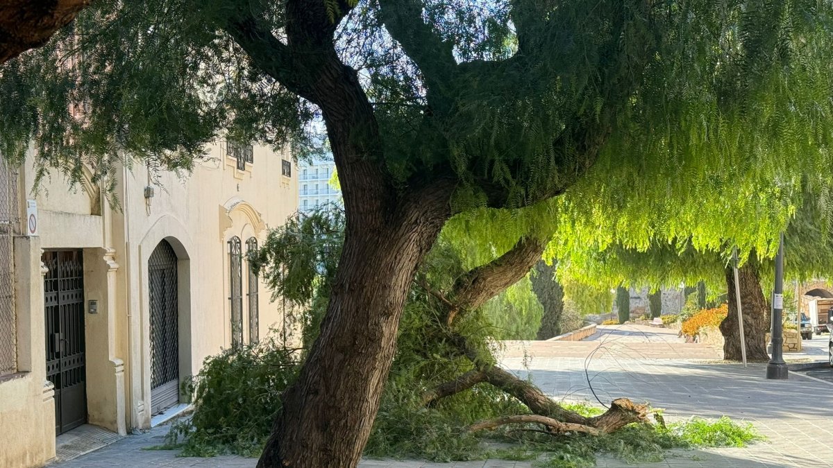 La rama del árbol ha caíudo en la acera del paseo de Sant Antoni.