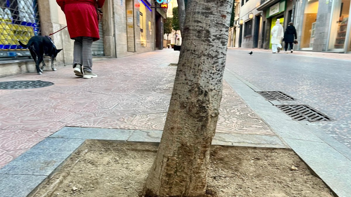 Quedará prohibido que los animales orinen en alcorques con vegetación o en cualquier tipo de mobiliario urbano