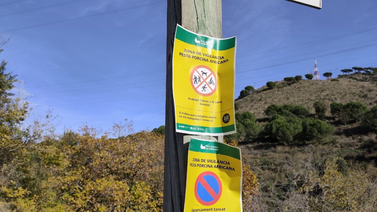 Carteles que avisan de que Collserola es una zona de vigilancia para la peste porcina africana.
