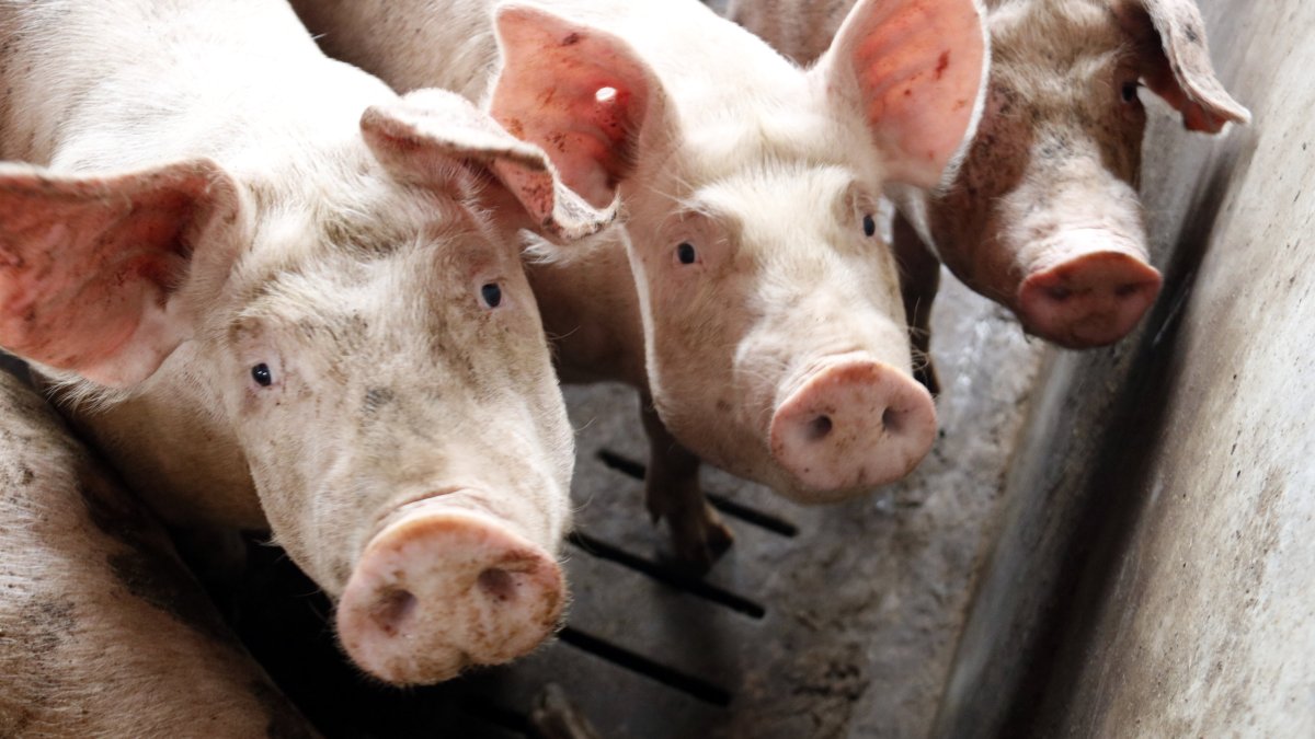 Pese a que la restricción a exportar fuera de la UE solo se limita a la provincia de Barcelona, algunos países como Taiwan, México y Japón suspendieron las importaciones de cerdo español.