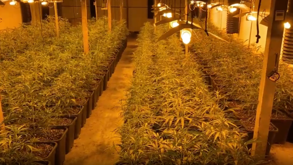 La plantación de marihuana incautada en la operación.