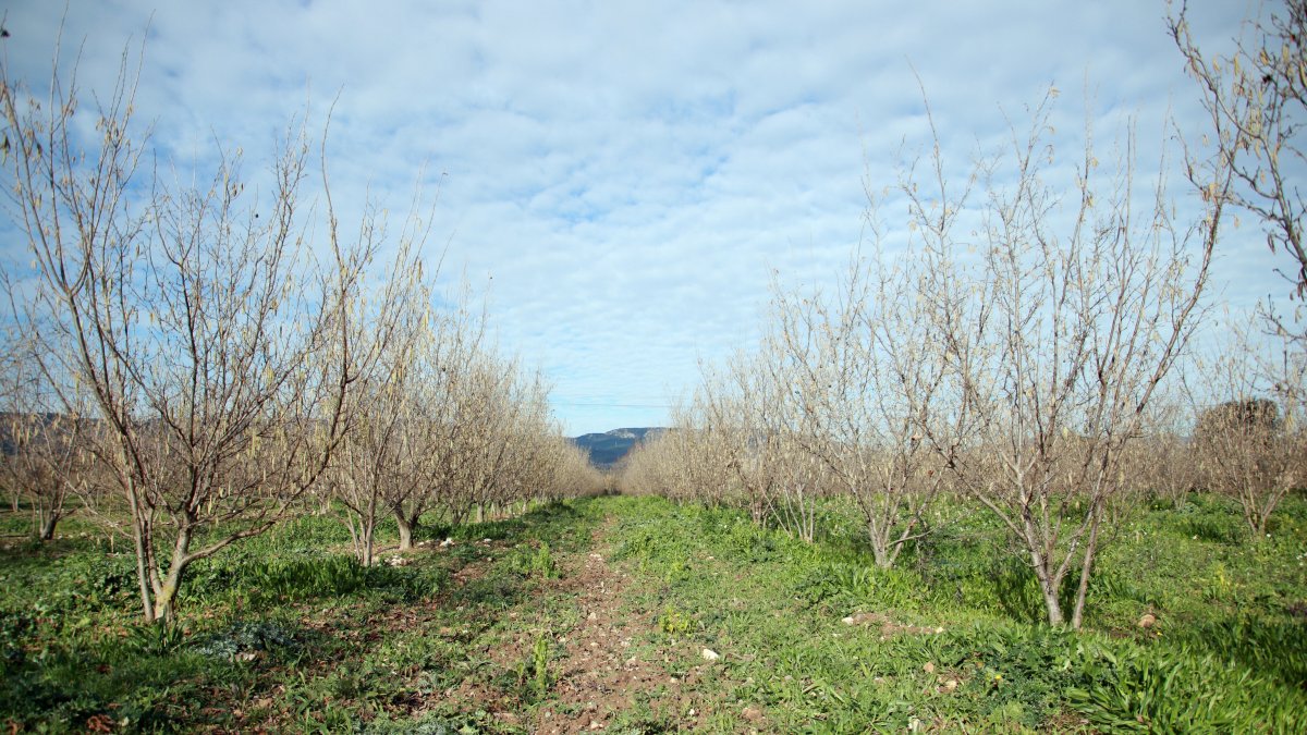 Una finca de avellanos en Vilallonga del Camp, que quedaron secos por la falta de agua.