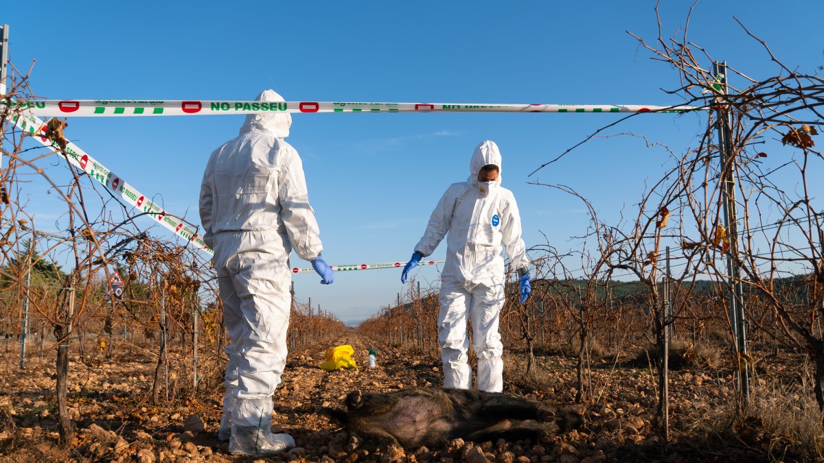 Agentes rurales en un campo de viñedos con un jabalí muerto.
