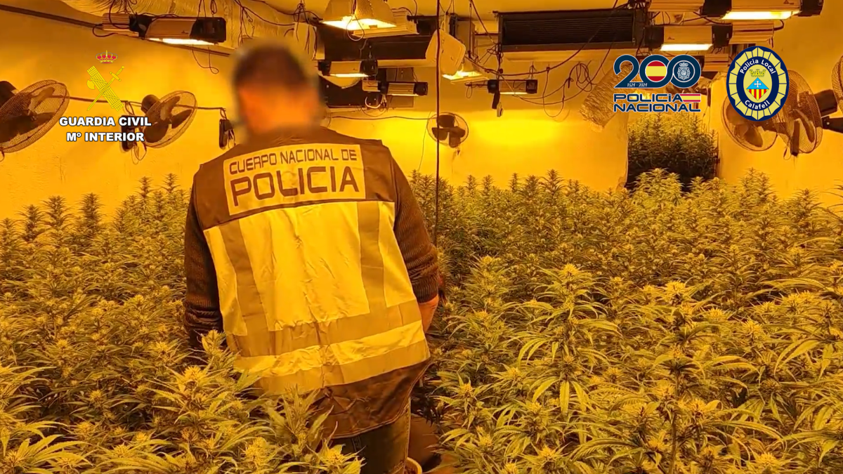 Imagen de una de las plantaciones de marihuana halladas por la Guardia Civil